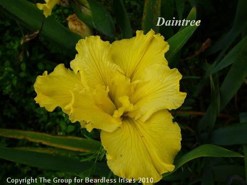 Daintree 